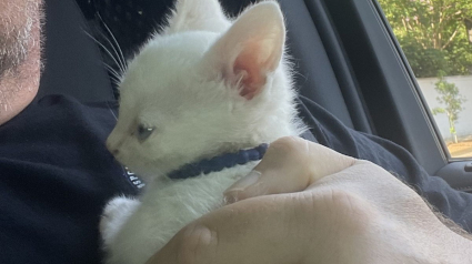 Illustration : Un chaton blanc, passager inattendu découvert par la police dans une voiture chassée lors d'une course poursuite