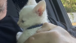 Illustration : Un chaton blanc, passager inattendu découvert par la police dans une voiture chassée lors d'une course poursuite