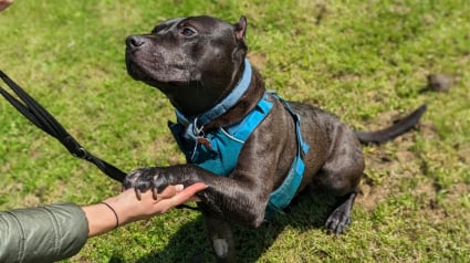 Illustration : Un chien aux oreilles mutilées par son ancien propriétaire retrouve la joie de vivre grâce à ses sauveurs