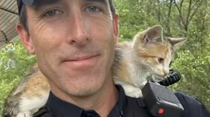 Illustration : Un policier se décrivant comme un "homme à chiens" se prend d'affection pour un chaton jeté d'une voiture