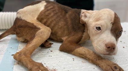 Illustration : Abandonnée dans une cage, cette chienne d’une grande maigreur reprend vie au côté de ses sauveteurs