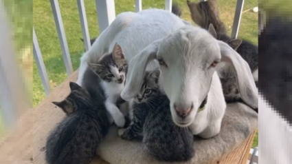 Illustration : Un bouc s'improvise babysitter pour une portée de chatons en mal d'affection (vidéo)