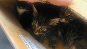 Illustration : La découverte de 3 chatons abandonnés dans une boîte en carton sur une poubelle suscite la colère des internautes