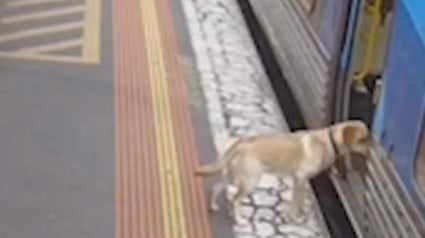 Illustration : Le périple insolite d'un chien ayant décidé de prendre seul le train pour 30 kilomètres d'aventure (vidéo)