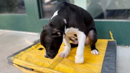 Illustration : Une technicienne vétérinaire découvre un chiot blessé attendant seul devant la porte du refuge (vidéo)