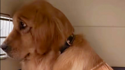 Illustration : Sauvé d'un abattoir, ce Golden Retriever apprend à faire confiance aux humains et à ouvrir son cœur (vidéo)