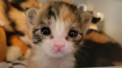 Illustration : Un chaton orphelin bien plus petit que le reste de sa portée se bat pour survivre 