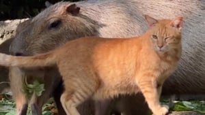 Illustration : Un chat orphelin devient membre d'une surprenante famille constituée de gros rongeurs (vidéo)