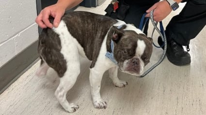 Illustration : Une femme abandonne son chien à l'aéroport lorsqu'elle apprend qu'il doit voyager en soute