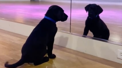 Illustration : « Un héros super mignon en devenir » : un futur chien guide attendrit les internautes en jouant avec son reflet (vidéo)