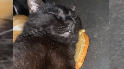 Illustration : La vidéo d'un chat endormi sur un pain à burger devient virale et lui vaut un joli cadeau