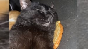 Illustration : La vidéo d'un chat endormi sur un pain à burger devient virale et lui vaut un joli cadeau