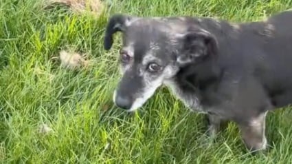 Illustration : Une chienne se comporte étrangement dans son jardin, sa maîtresse est sous le charme lorsqu'elle découvre pourquoi (vidéo)