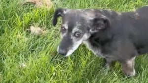 Illustration : "Une chienne se comporte étrangement dans son jardin, sa maîtresse est sous le charme lorsqu'elle découvre pourquoi (vidéo)"