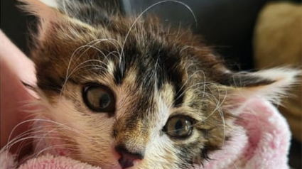 Illustration : Ils portent secours à un chaton dans une station d'épuration mais réalisent que le sauvetage est loin d'être terminé