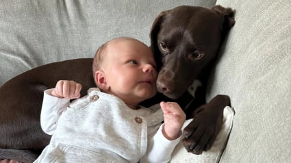 Illustration : Grand frère exemplaire, ce chien a joué un rôle important dans l'arrivée du nouveau-né de la famille