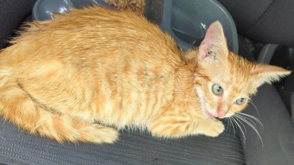 Illustration : Découvert sous une voiture en marche, un chaton terrifié mobilise tout un quartier prêt à le sauver