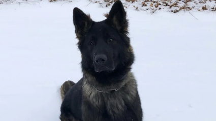 Illustration : Un chien policier héroïque redonne espoir à la famille d'une automobiliste s'étant perdue après un accident