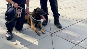 Illustration : Du nouveau concernant Thor, chien policier rochelais en quête d'une nouvelle maison