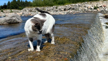 Illustration : Comparée à une loutre, une chatte aventurière défie les stéréotypes et se jette à l'eau (vidéo)