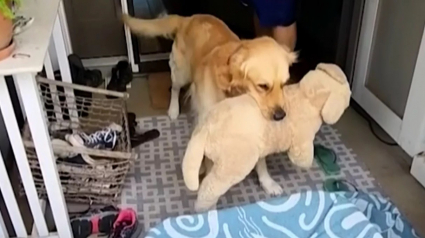 Illustration : Inséparable de son chien en peluche, un Golden Retriever esseulé se voit offrir le plus beau des cadeaux (vidéo)