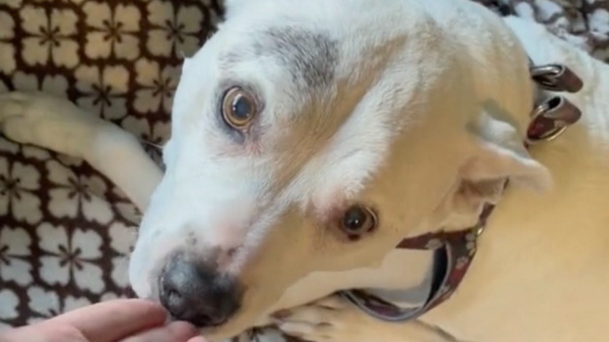 Illustration : "Sourde et aveugle, une chienne séniore émeut les internautes en reconnaissant sa maîtresse après 2 mois d'absence (vidéo)"