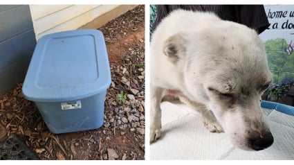 Illustration : Par une journée caniculaire, un chien est abandonné dans une boîte en plastique au pied d'un refuge