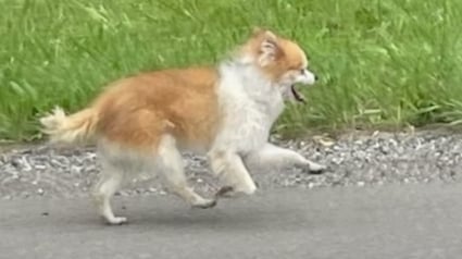 Illustration : Le chien perdu d'une petite fille aveugle oblige une femme et un policier à lui courir après pendant 2 heures