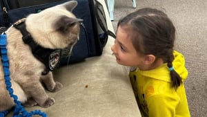 Illustration : "Un chat policier au grand cœur apporte joie et réconfort dans un centre pour enfants autistes"