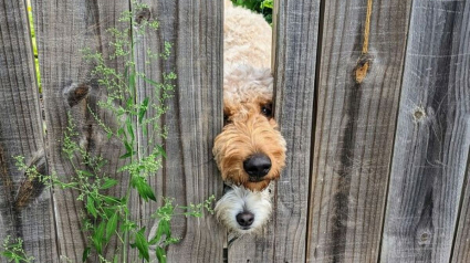 Illustration : 20 photos capturant les rencontres inattendues avec des chiens qui égayent la journée