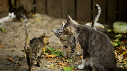 Illustration : Copies conformes, une chatte et 3 chatons font leur arrivée au refuge séparément et révèlent un tendre secret