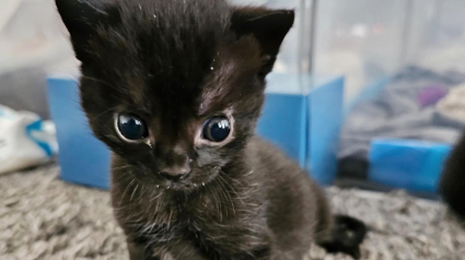 Illustration : Un look atypique : un chaton aux allures d'extraterrestre provoque l'incompréhension de sa famille d'accueil