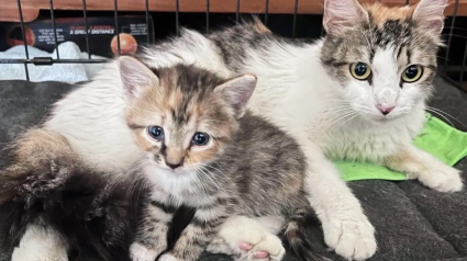 Illustration : Errants et souffrants, une chatte et son chaton renouent avec l'espoir grâce à des bénévoles dévoués (vidéo)