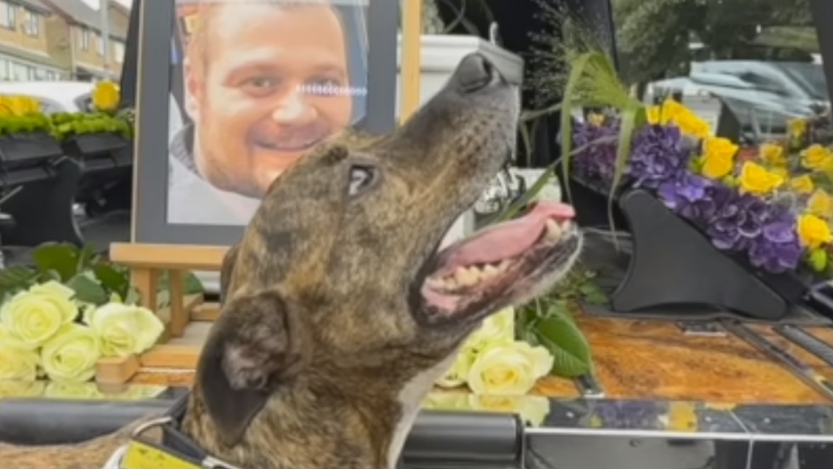 Illustration : "Un amour éternel : un chien conduit le cortège funèbre de son défunt maître (vidéo)"