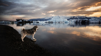 Illustration : 20 photos exceptionnelles de chiens capturant leur beauté et celle de l'Islande