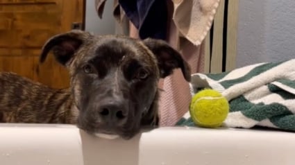 Illustration : Ce chien pousse sa balle dans le bain de sa maîtresse et prétend qu’il n’a rien fait (vidéo)