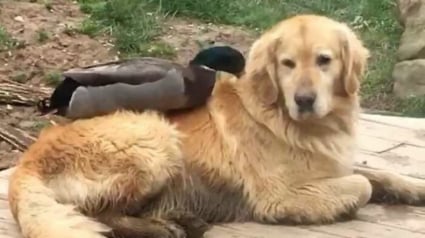 Illustration : L'amitié insolite entre un Golden Retriever et un canard ayant une passion commune pour la baignade