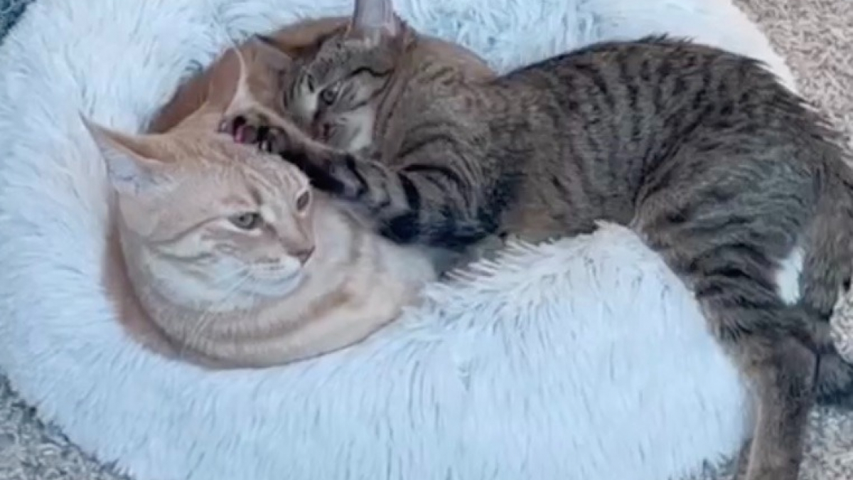 Illustration : "De l'indifférence à la complicité : le tendre lien unissant ces 2 chats fait fondre les internautes (vidéo)"