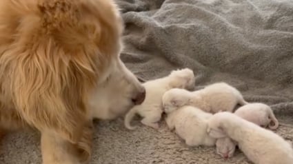 Illustration : L'instinct maternel inattendu de Lucy, une chienne âgée, envers une portée de chatons Ragdolls (vidéo)