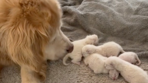 Illustration : "L'instinct maternel inattendu de Lucy, une chienne âgée, envers une portée de chatons Ragdolls (vidéo)"