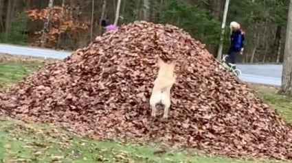 Illustration : La joie contagieuse d'une chienne senior jouant comme un jeune chiot à chaque automne (vidéo)