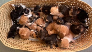 Illustration : Des bénévoles découvrent que 26 chatons ont été abandonnés dans un panier aux portes de leur refuge