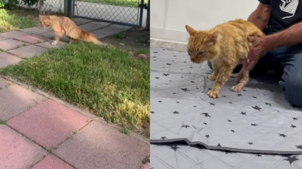 Illustration : Ce chat paralysé n'était pas censé se remettre à marcher, mais un homme en a décidé autrement (vidéo)