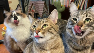 Illustration : 20 photos illustrant la dualité des chats : intelligence et tendresse contre absurdité et malice