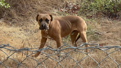 Illustration : Seul près d’une autoroute, un chien errant et triste trouve du réconfort grâce à un objet inattendu (vidéo)