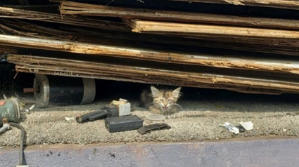 Illustration : Une chatonne retrouvée sous une pile de débris réclame l'aide d'un promeneur