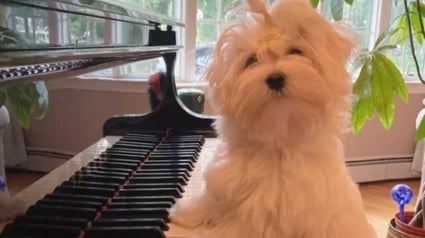 Illustration : 15 photos de chiens passionnés de musique et posant avec leurs instruments préférés