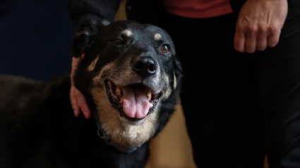 Illustration : Un chien s'échappe de son refuge à 3 reprises pour se rendre dans sa maison de retraite préférée