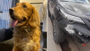 Illustration : Un chien devient chauffard malgré lui en prenant le contrôle de la voiture de son maître