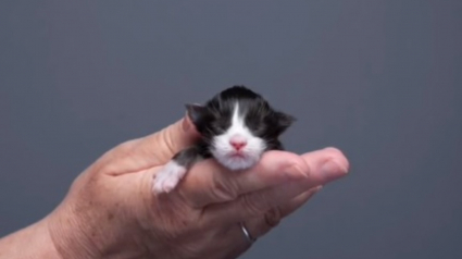 Illustration : De minuscule à majestueux : l'évolution d'un chaton en 94 jours capturée par un photographe (vidéo)